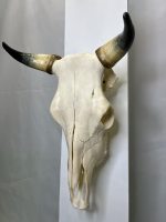 جمجمه و شاخ طبیعی گاو مدل - cow-model-K-39 - Image 2
