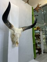 جمجمه و شاخ گاو هندی