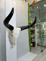 جمجمه و شاخ طبیعی گاو