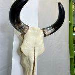 جمجمه و شاخ طبیعی گاو
