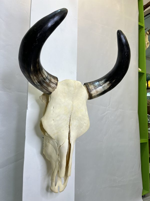جمجمه و شاخ طبیعی گاو