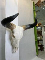 جمجمه و شاخ طبیعی گاو هندی مدل - cow-model-K-710 - Image 5