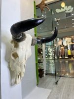 جمجمه و شاخ طبیعی گاو هندی مدل - cow-model-K-17 - Image 10
