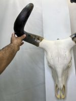 جمجمه و شاخ طبیعی گاو هندی مدل - cow-model-K-304 - Image 11