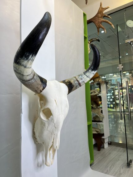 جمجمه و شاخ طبیعی گاو