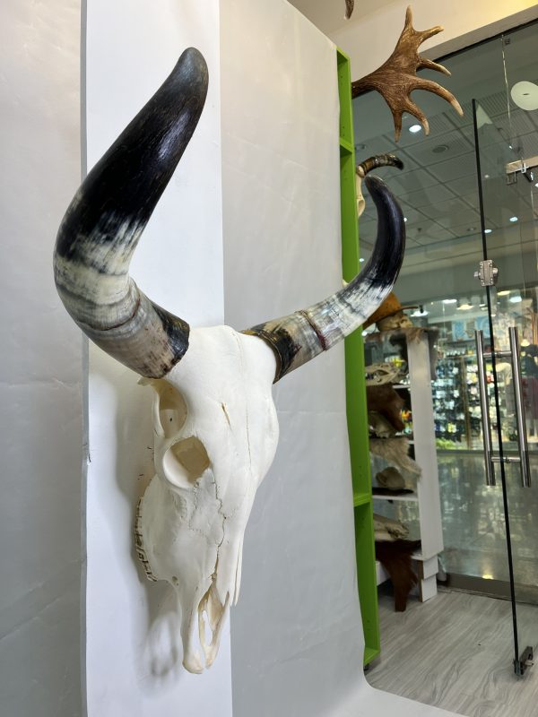 جمجمه و شاخ طبیعی گاو