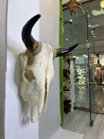 جمجمه و شاخ طبیعی گاو