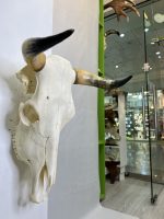 جمجمه و شاخ طبیعی گاو