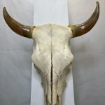 جمجمه و شاخ طبیعی گاو