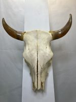 جمجمه و شاخ طبیعی گاو