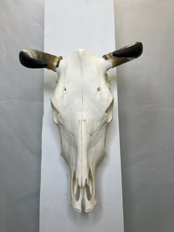 جمجمه و شاخ طبیعی گاو
