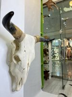 جمجمه و شاخ طبیعی گاو