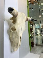 جمجمه و شاخ طبیعی گاو
