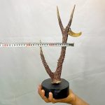 استند شاخ گوزن