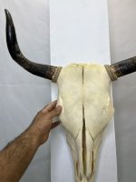 جمجمه و شاخ طبیعی گاو