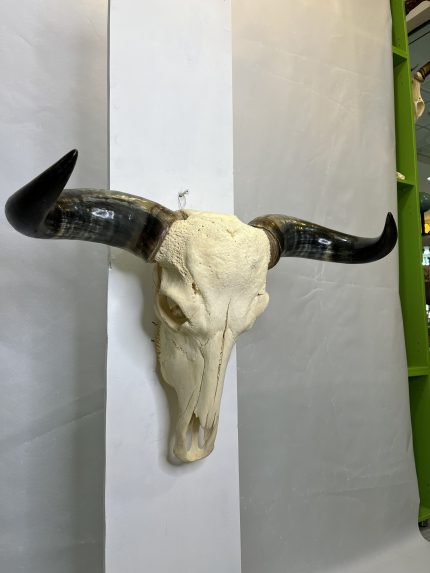 جمجمه و شاخ طبیعی گاو