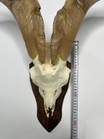 جمجمه و شاخ کل سانن Goat-model-2 - Image 7