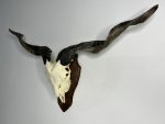 جمجمه و شاخ کل اهلی Goat-model-6 - Image 7