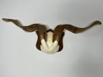 پیشانی جمجمه و شاخ بز اهلی Goat-model-4 - Image 7