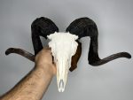 جمجمه و شاخ قوچ اهلی Ovis-model-45 - Image 7