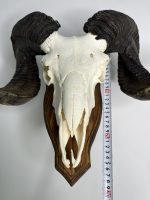 جمجمه و شاخ قوچ اهلی Ovis-model-47 - Image 7