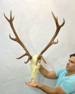 جمجمه و شاخ گوزن مرال 12خال – maral-model-12 - Image 13