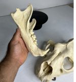 جمجمه شیر نر آفریقایی - Lion-model-1 - Image 17