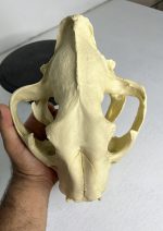 جمجمه ببر بنگال - Tiger-model-1 - Image 13