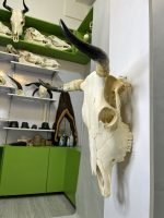 جمجمه و شاخ طبیعی گاو مدل 9 - cow-model--9 - Image 6