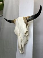 جمجمه و شاخ واقعی گاو