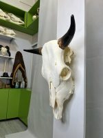 جمجمه و شاخ طبیعی گاو مدل 30- cow-model--30 - Image 4