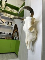 جمجمه و شاخ طبیعی گاو مدل 35- cow-model--35 - Image 7