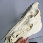 جمجمه گراز وحشی - Wild boar-model-1