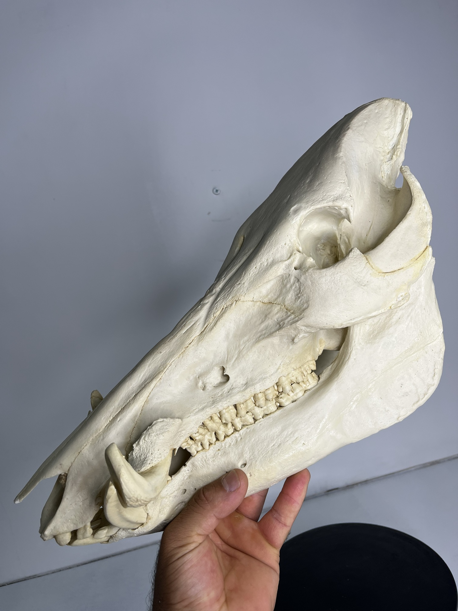 6 جمجمه گراز وحشی - Wild boar-model-1 - Image 1