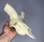 جمجمه تنها قوچ اوریال - Urial-model-2