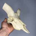 جمجمه تنها قوچ اوریال - Urial-model-2