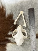 جمجمه طبیعی گربه اهلی model-1 - Image 7