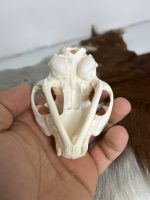 جمجمه گربه اهلی