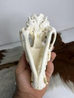 جمجمه طبیعی سگ اهلی model-1 - Image 6
