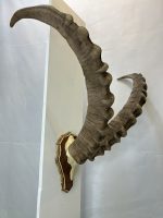 پیشانی جمجمه و شاخ آیبکس سیبری تاجیکستان ibex-model-2 - Image 6