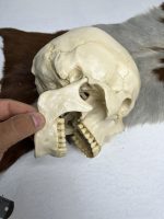 جمجمه انسان مدل دو قسمتی رنگ سفید استخوانی skull-human-model-1 - Image 8