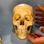 جمجمه انسان کهنه کاری شده