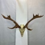 جمجمه و شاخ گوزن زرد ایرانی Persian-falliow-deer-model-1 - Image 11