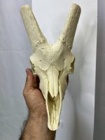 جمجمه تنها کل وحشی پازن  pazan-model-1 - Image 2