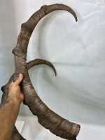 جفت شاخ بدون جمجمه کل وحشی پازن  pazan-model-120 - Image 3