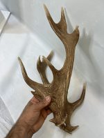 شاخ گوزن زرد