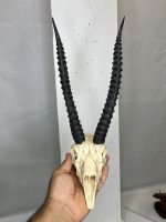 جمجمه و شاخ آهو تامسون آفریقایی مدل شاخ مشکی - Gazella-model-2 - Image 11