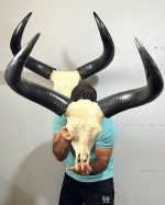 جمجمه و شاخ گاو هندی
