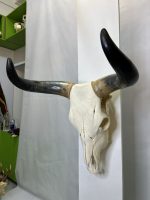 جمجمه و شاخ طبیعی گاو هندی