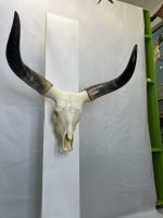 جمجمه و شاخ گاو هندی